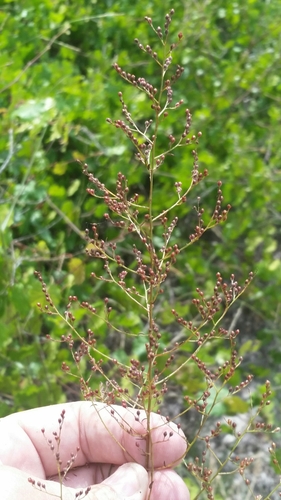 Image of Lechea sessiliflora by (c) Jay Horn, some rights reserved (CC BY)