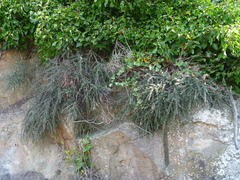 Cotoneaster microphyllus