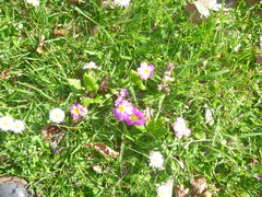 Primula × polyantha