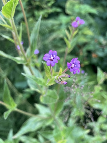 Epilobium hornemannii iNat (1)