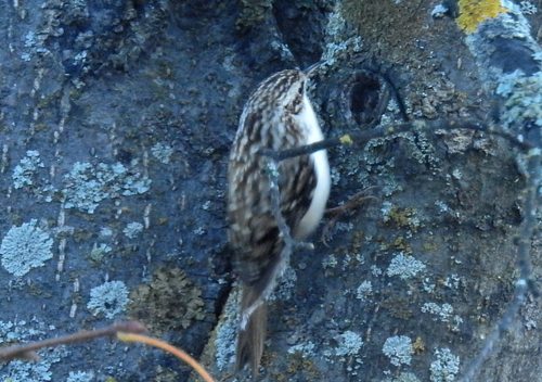 Certhia familiaris