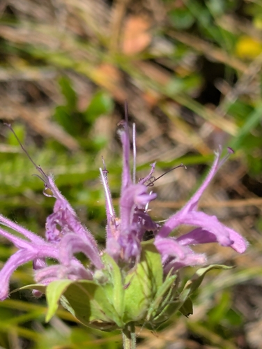 iNaturalist observation 2025-07-07