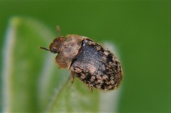 Trichoton villosum