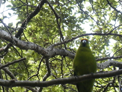 Cyanoramphus auriceps