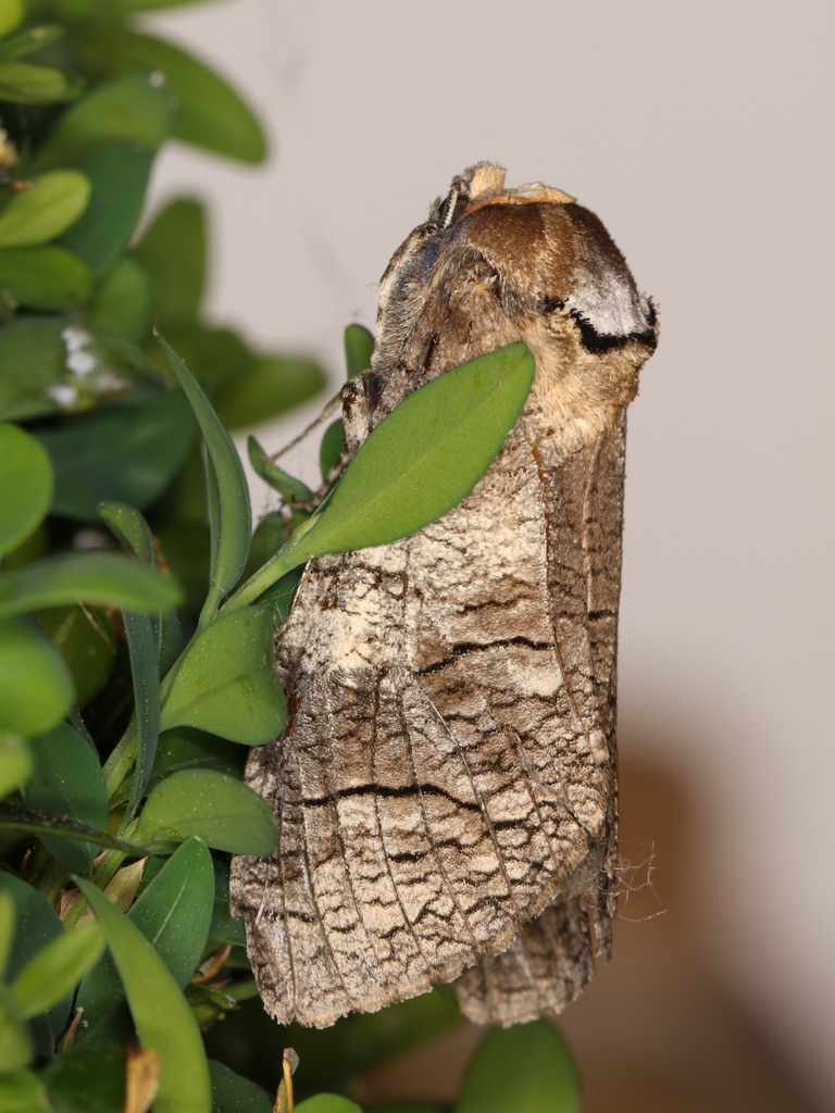 Goat Moth