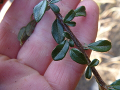 Cotoneaster microphyllus