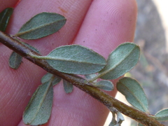 Cotoneaster microphyllus