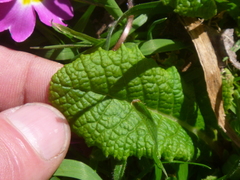 Primula × polyantha