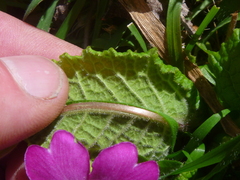Primula × polyantha