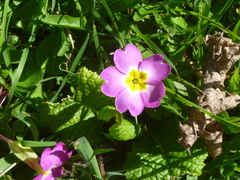 Primula × polyantha