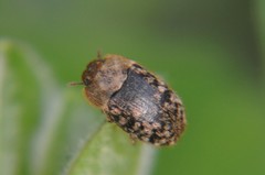 Trichoton villosum