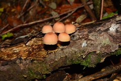 Mycena renati