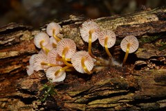 Mycena renati