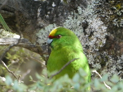 Cyanoramphus auriceps