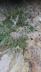 Moltkia suffruticosa