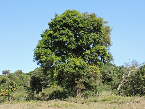 Campomanesia guaviroba