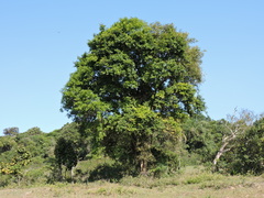 Campomanesia guaviroba