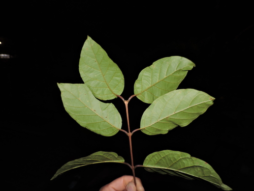 Campomanesia guaviroba, photograph 3