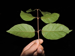 Campomanesia guaviroba, photograph (c) Fabrício Mil Homens Riella, some rights reserved (CC BY)