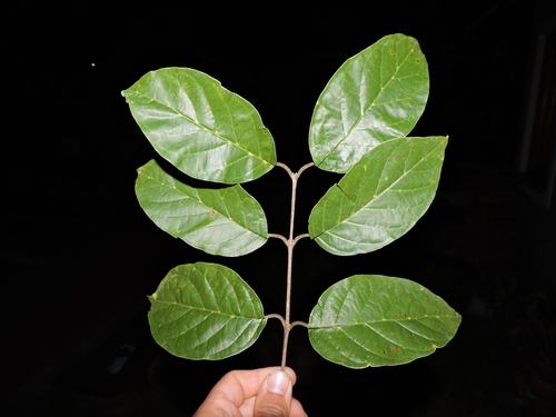 Campomanesia guaviroba, photograph 1