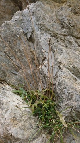 Leontodon anomalus