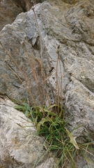 Leontodon anomalus