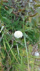 Santolina pinnata