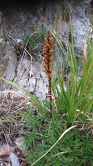 Orobanche santolinae