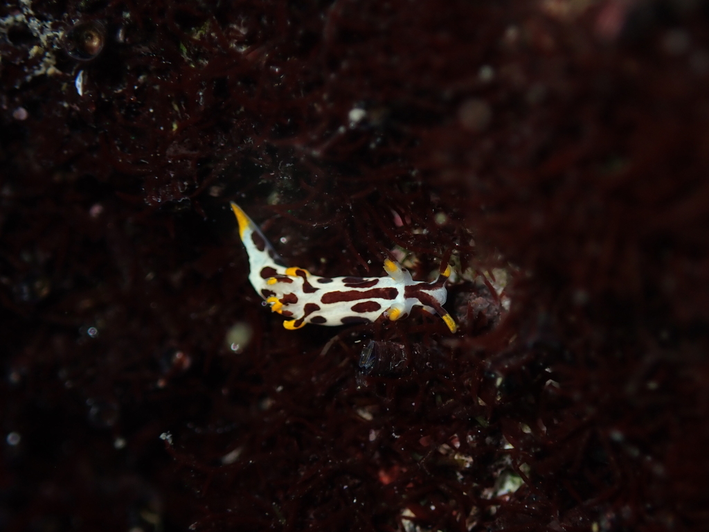 Gosliner's Trapania
