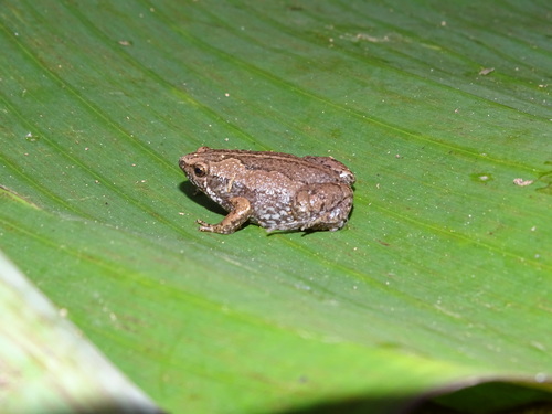 Two-spaded Narrow-mouthed Toad