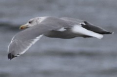 Larus glaucescens × occidentalis
