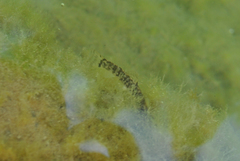 Oxynoemacheilus insignis