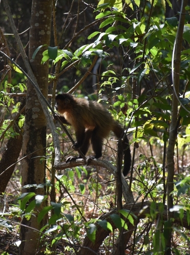 Black-striped Capuchin