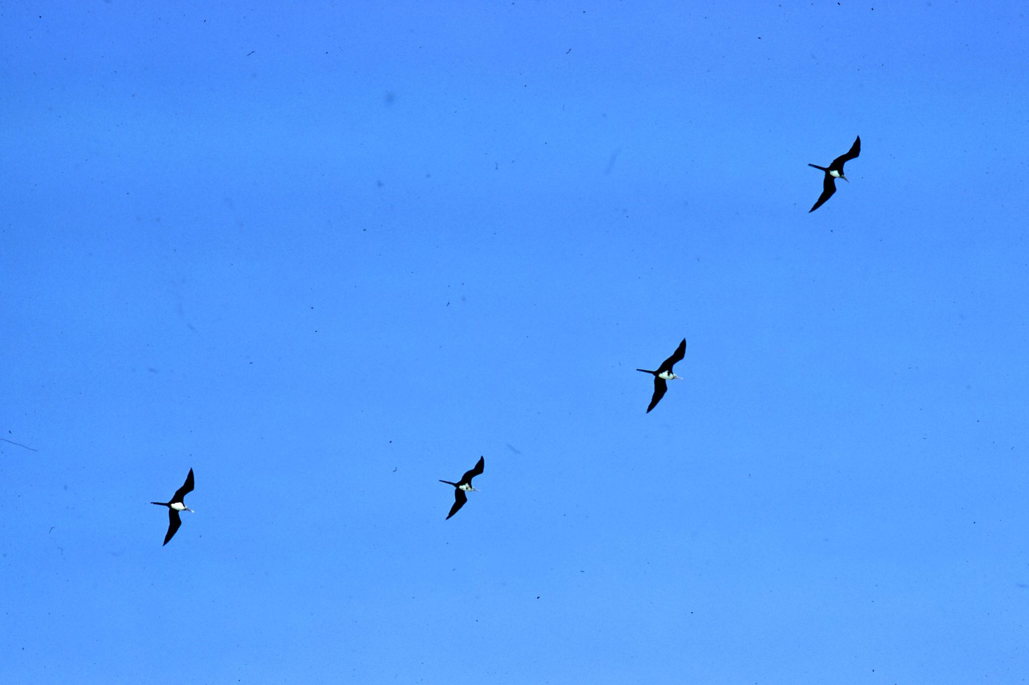 Great Frigatebird (Fregata minor)