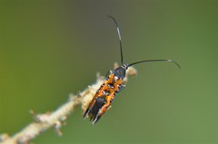 Neoheliodines hodgesi