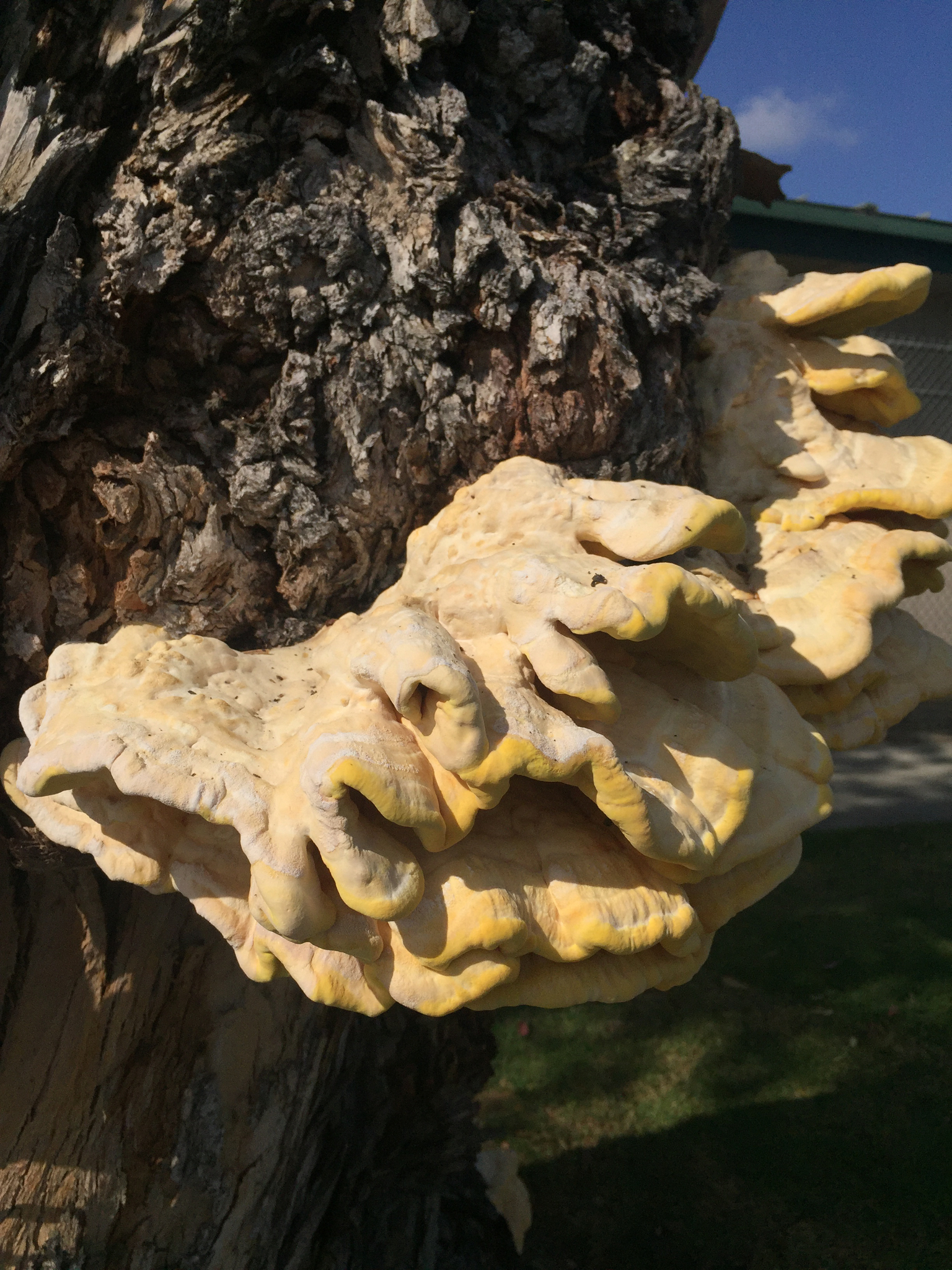 Laetiporus gilbertsonii image
