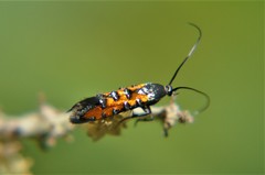 Neoheliodines hodgesi