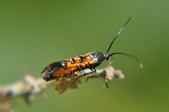 Neoheliodines hodgesi