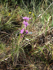 Liatris tenuis