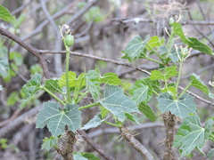 Cnidoscolus tehuacanensis