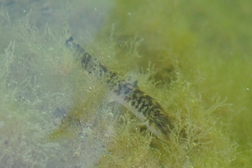 Oxynoemacheilus zagrosensis