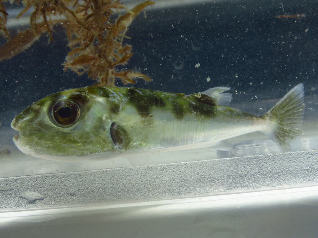 Smooth puffer (Lagocephalus laevigatus) — Tetraodontidae