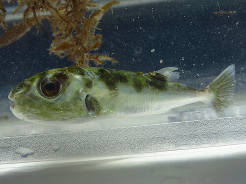 Smooth puffer (Lagocephalus laevigatus) — Tetraodontidae