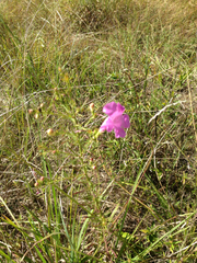 Agalinis fasciculata