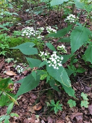 Ageratina altissima altissima