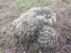 Coryphantha delicata