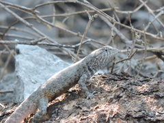 Sceloporus gadoviae