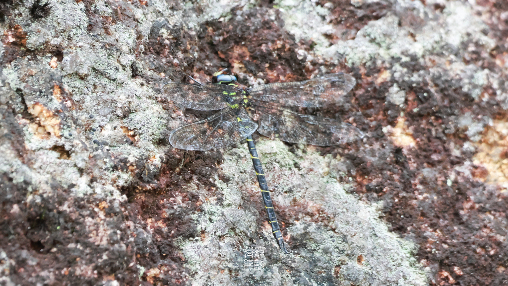 Cephalaeschna aritai