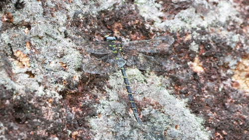 Cephalaeschna aritai