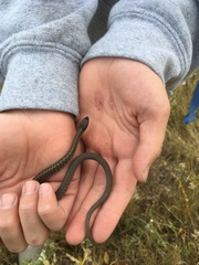 Thamnophis elegans vagrans